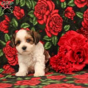 Henry, Morkie-Poo Puppy